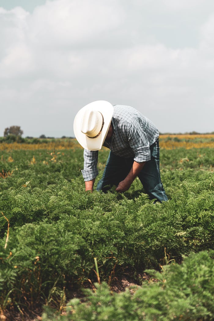 A dedicated farmer working in a lush green field during daytime under clear skies.