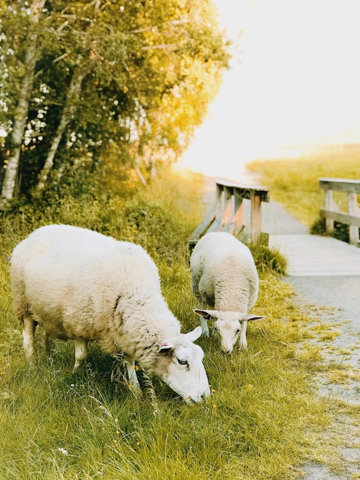 Two sheep graze peacefully in a grassy pastoral setting in Trondheim, Norway.